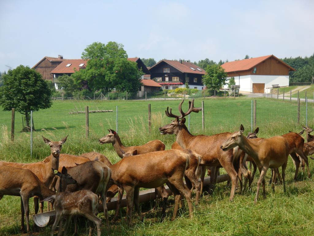 Appartamento Giglerhof Bad Birnbach Esterno foto